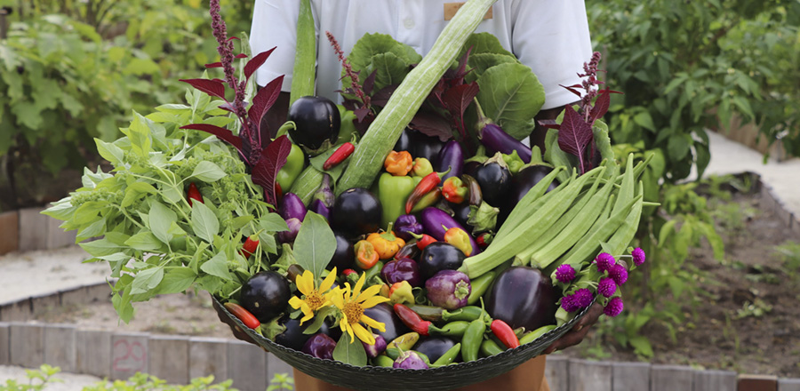 Del huerto al plato: The Residence Maldives impulsa la agricultura sostenible 
